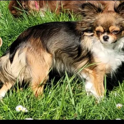 Chihuahua von den kleinen Kriegern