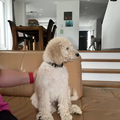Cooper Junior – Großpudel (Königspudel) Welpe, Nordrhein-Westfalen, 由...饲养 Angel
