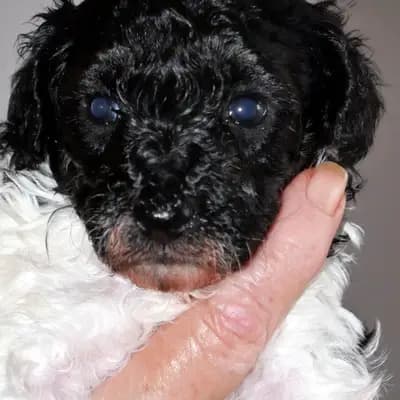 Dolly – Pudel Welpe, Niedersachsen, Allevato da Pudelzucht SIMPLY-FANTASTIC
