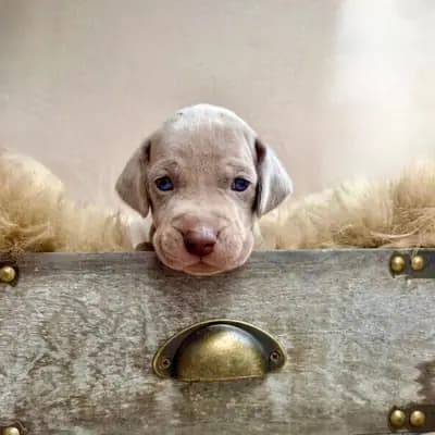 Rot – Weimaraner Welpe, Baden-Württemberg, Yetiştirildi Weimaraner from Spirit of Eywa
