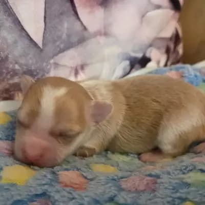 Bounty – Chihuahua Welpe, Hessen, Aufgezogen von Chihauhau Zucht von den Feenkindern