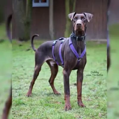 Dobby – Dobermann, Hessen, Im Tierheim Tierhafen.