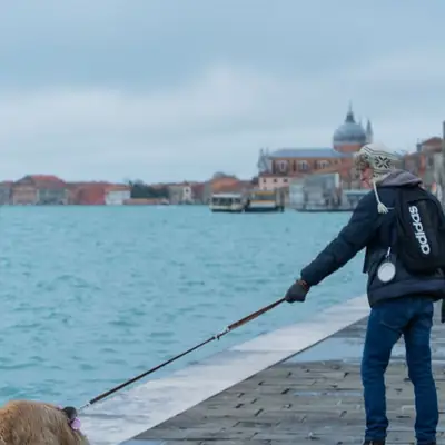 Listenhunde Berlin 2026: American Pit Bull Terrier, Sachkunde & Steuer