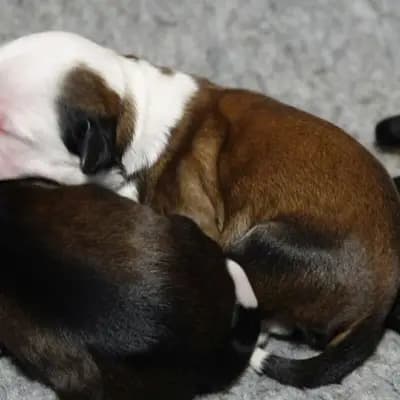 Kuno – Tibet Terrier Welpe, Niedersachsen, Yetiştirildi von Rmi.lam Khyi