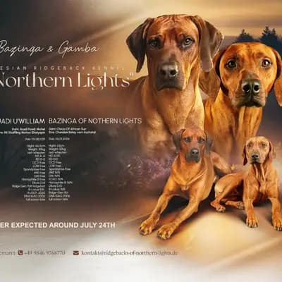 Herr Schwarz – Rhodesian Ridgeback Welpe, Bayern, Wychowany przez Of Northern Lights