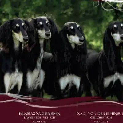 az Xadi ba simin cover