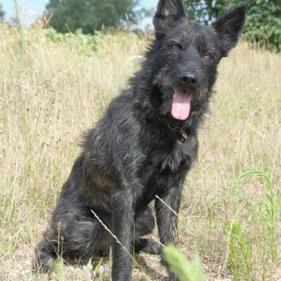 Ardennes S-Wurf – Ardenský bouvier Wurf, Bayern, Vychovával Bouvier des Ardennes Zuchtstätte Hasenhirsch