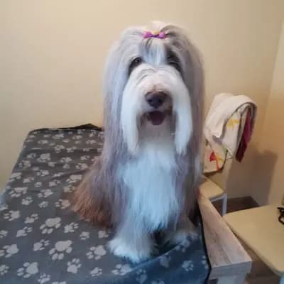 Milan – Bearded Collie Welpe, Sachsen, Grootgebracht door Heart Diamond Bearded Collies