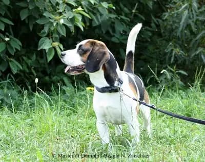 JA-Wurf – Beagle Wurf, Bayern, Allevato da Master of Dumphill Beagle Kennel