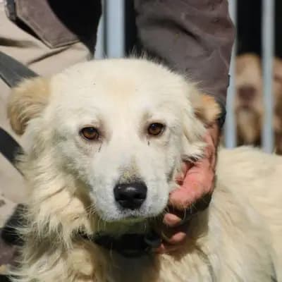 Lomo – Golden Retriever, Hessen, Im Tierheim Das kleine Tierheim angeschlossen an Pferd und Hund e.V.