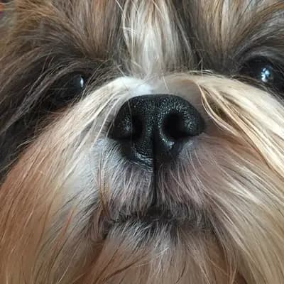 Shih Tzu von Cyname’s