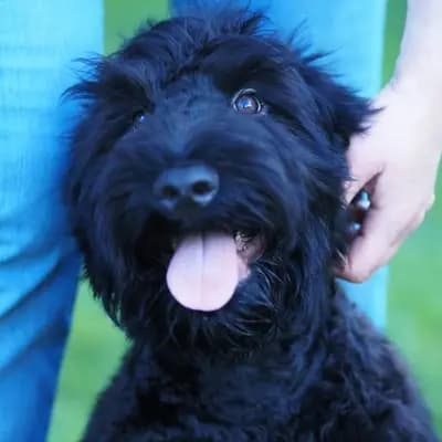 Schwarzer russischer Terrier FCI – Russischer Schwarzer Terrier Welpe, Woiwodschaft Karpatenvorland, Raised by Schwarzer russischer Terrier Welpen - Astra Fidelis FCI