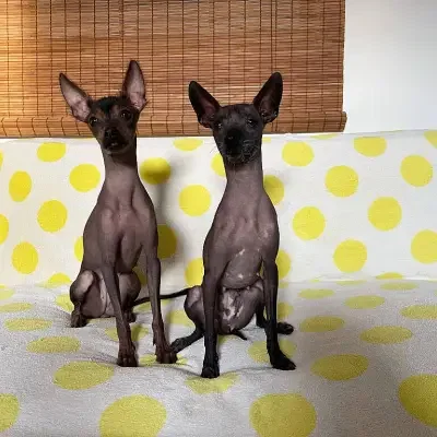 The Golden Hairless cover