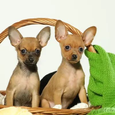 Štěně Russkiy Toy (Kurzhaar), Niedersachsen, Vychovával Hundezucht "von Toy-Hit"