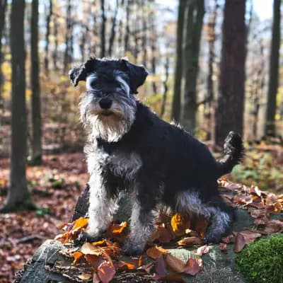 Zu den mutigen Hussiten / Hundezucht