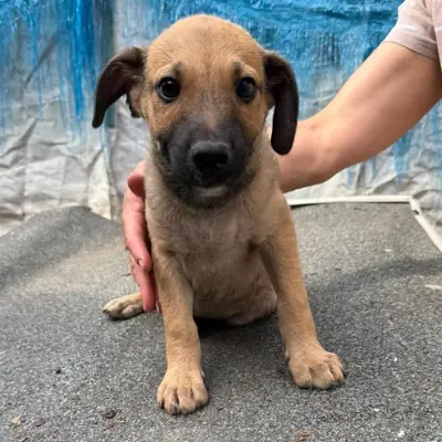 Ron – Mischling, At shelter Animal Souls e.V.