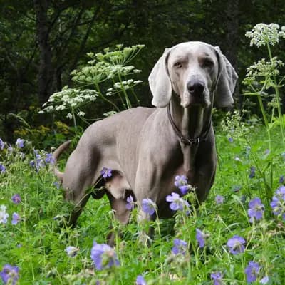 Ojciec: Cooper