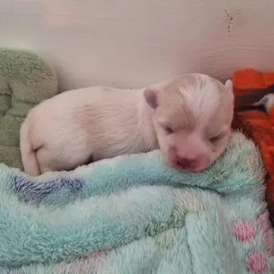 Sancho – Coton de Tulear Welpe, Nordrhein-Westfalen, Vychovával Mengercotons