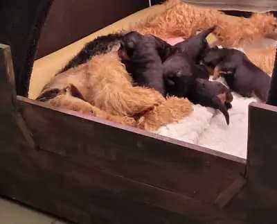 Rüde – Airedale Terrier Welpe, Bayern, Raised by "vom Ländtor"
