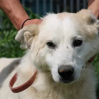 Timo – Golden Retriever, Hessen, Im Tierheim Das kleine Tierheim angeschlossen an Pferd und Hund e.V.
