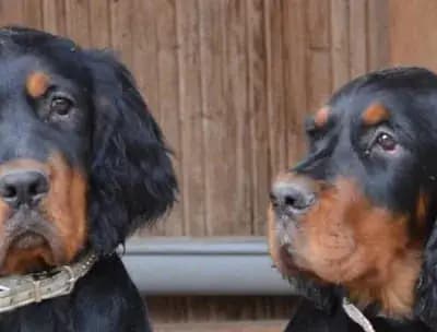 Magnolia – Gordon Setter Welpe, Bayern, Opdrættet af Black Devil´s
