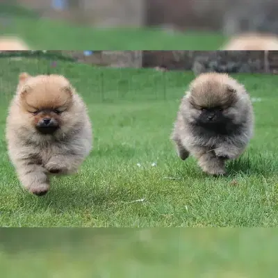 Timeless Poms cover