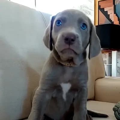 !VERKAUFT! Manuka (süsser Honig) – Weimaraner (kurzhaar) Welpe, Niederösterreich, Yetiştirildi Weimaraner aus der Holzgasse