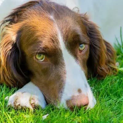 Zahnpflege beim Hund: Zähne putzen und Zahnstein vorbeugen