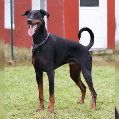Manni – Dobermann, Schleswig-Holstein, Im Tierheim Tierheim Schleswig