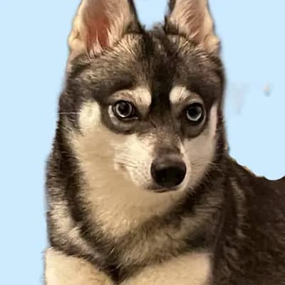 Alaskan Klee Kai at Aurora