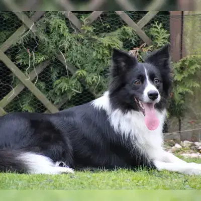 Joyful Dog Life cover