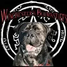 Winchester’s Bullmastiffs cover