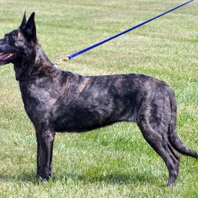 Hollandse Herdershond (Holländischer Schäferhund) – Hunderasse