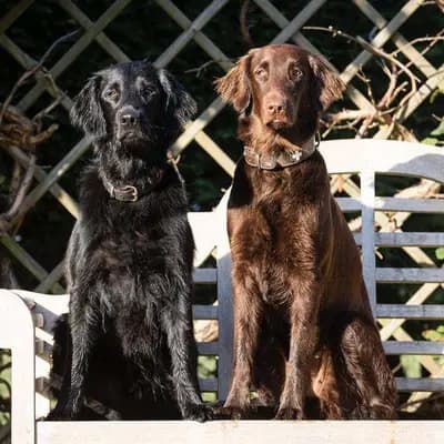 Flat Coated Retriever von Equinox