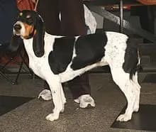 Berner Laufhund – Hunderasse