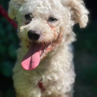 Teddy – Bichon Bolognese-Mischling, At shelter Animal Souls e.V.