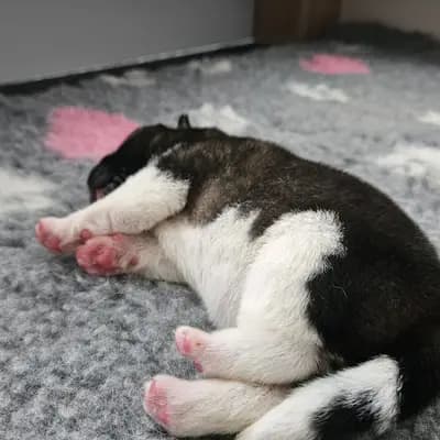 Berq – Amerikanischer Akita Welpe, Baden-Württemberg, Opdrættet af On the highest