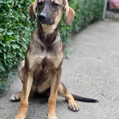 Marianne – Mischling, At shelter Animal Souls e.V.