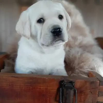 Weiße typvolle Labrador Retriever Welpen mit Ahnentafel v. Multichampion – Labrador Retriever Welpe, Schleswig-Holstein, Élevé par Von Lunasee