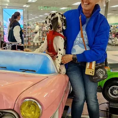Doggen vom Rosenhäger Brink