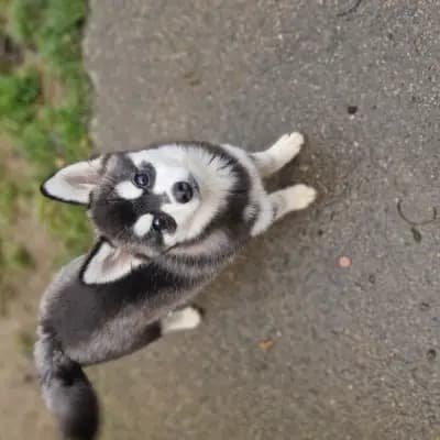 P-Wurf – Pomsky Wurf, Bayern, Grootgebracht door Pomsky of Silent Hill Unterallgäu Bayern