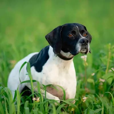 Molly von den Dachsfichten