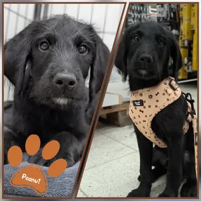 Fruit and Veggies – Labradoodle (Labrador x Pudel) Welpe, Niedersachsen, Aufgezogen von ChocoDoodle