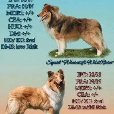 Ruvina image