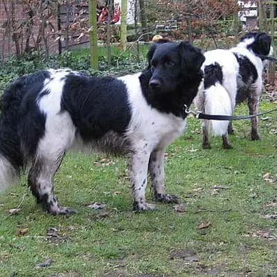 Stabijhoun – Hunderasse