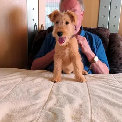 Chester vom Amur – Lakeland Terrier Welpe, Sachsen-Anhalt, Aufgezogen von Lakeland Terrier vom Amur