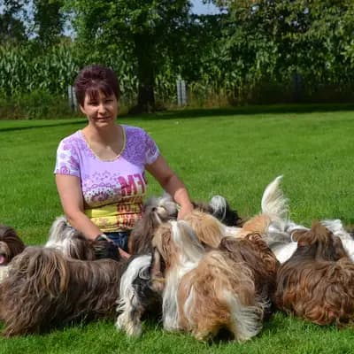 Shih Tzu vom Eulenpark