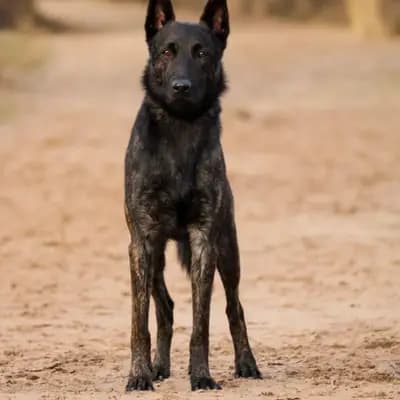 D-Wurf – Dutch Shepherd Wurf, Nordrhein-Westfalen, Raised by Holländische Schäferhunde od Zlaté Sovy