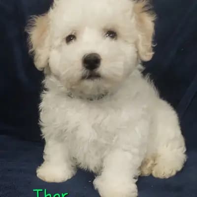 Thor – Bichon Frisé Welpe, Brandenburg, Criado por Bichon Frise Zucht "Dream Teddy's"