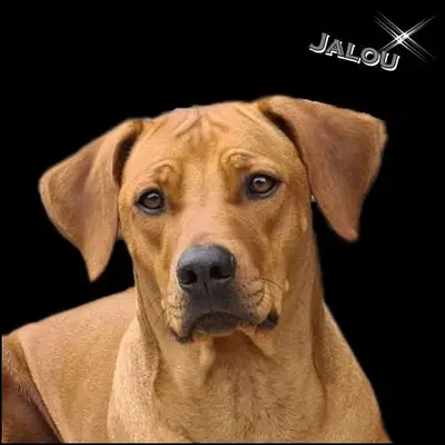 Vater: Mashambani Joyfull Jalou